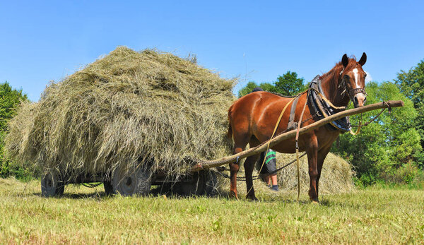 Transportation of hay by a cart in a summer landscape