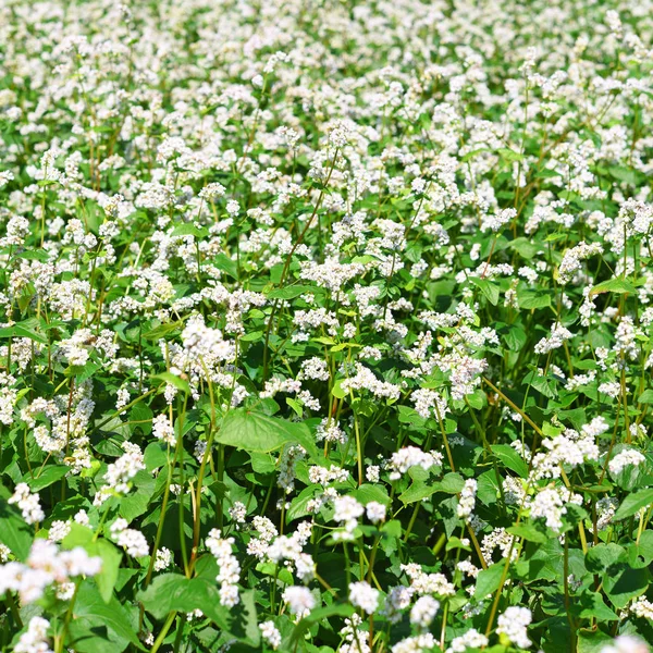 Campo Trigo Sarraceno Paisagem Rural — Fotografia de Stock