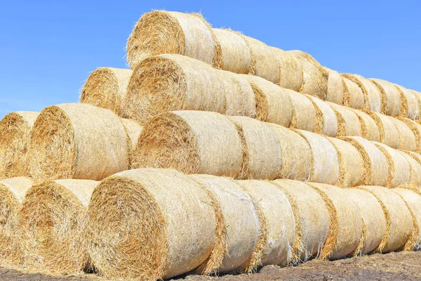 Bales of straw on the ground storage