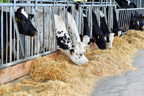 Kalush Ucrania Octubre 2018 Contenido Terneros Bajo Dosel Granja Lechera —  Fotos de Stock