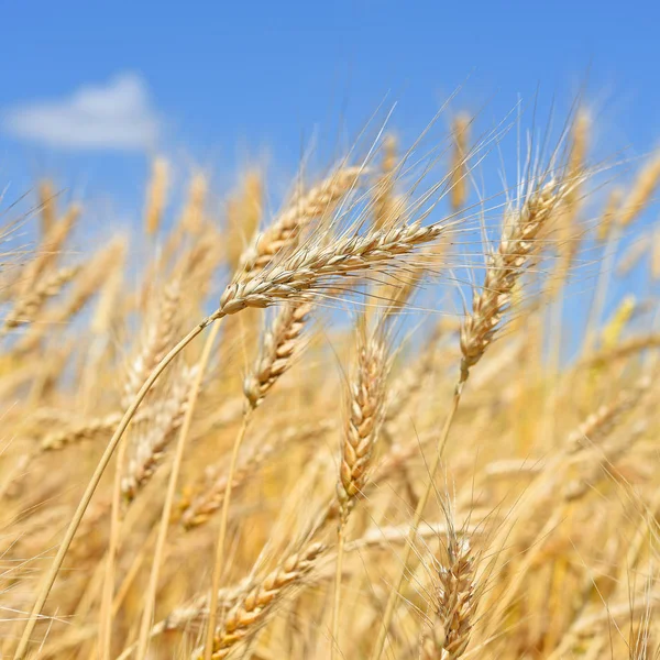 Grain Field Rural Landscape Stock Photo