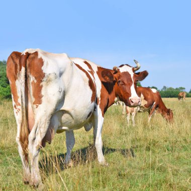 Yaz otlağında inekler