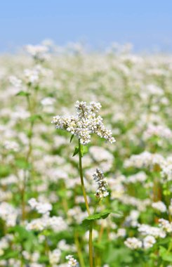 Karabuğday kırsal peyzaj alanı