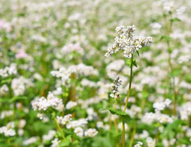 Karabuğday kırsal peyzaj alanı