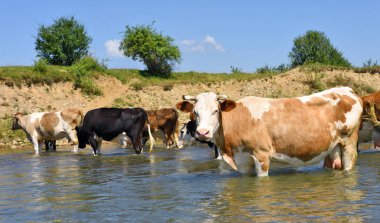 İnekler bir sulama yere