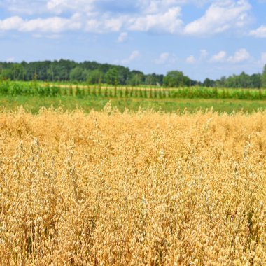 Kırsal manzara yulaf sapı
