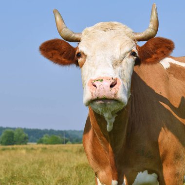 Yaz otlağında inek