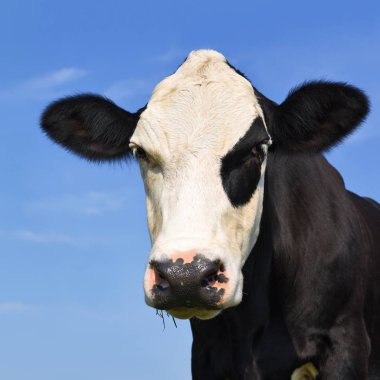 gökyüzü bir inek başkanı