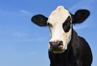 gökyüzü bir inek başkanı