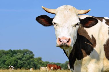 Yaz otlağında inek