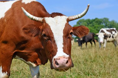 Yaz otlağında inekler