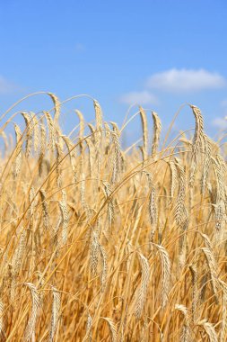 Kırsal manzara alanında tahıl