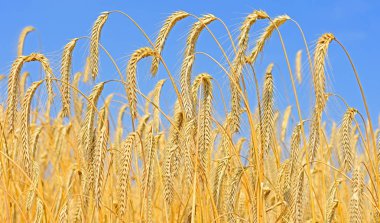 Kırsal manzara alanında tahıl