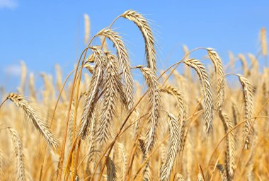 Kırsal manzara alanında tahıl