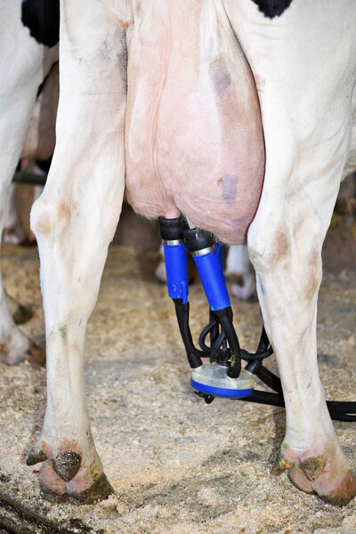 Milking cows in the barn of a dairy farm.