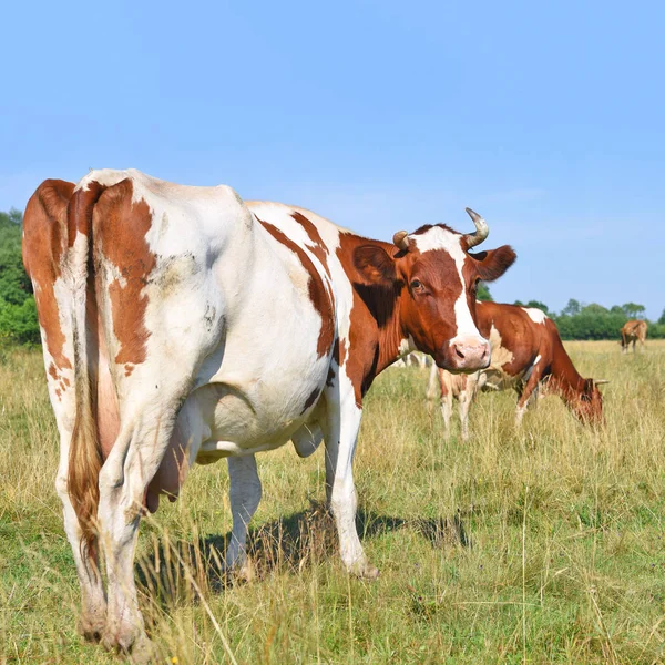 Cows Summer Pasture — Stock Photo, Image