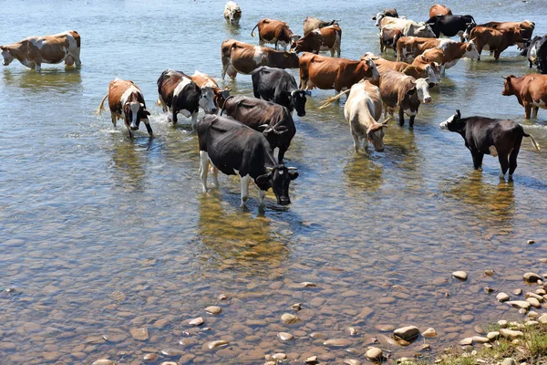 Vacas Lugar Riego — Foto de Stock