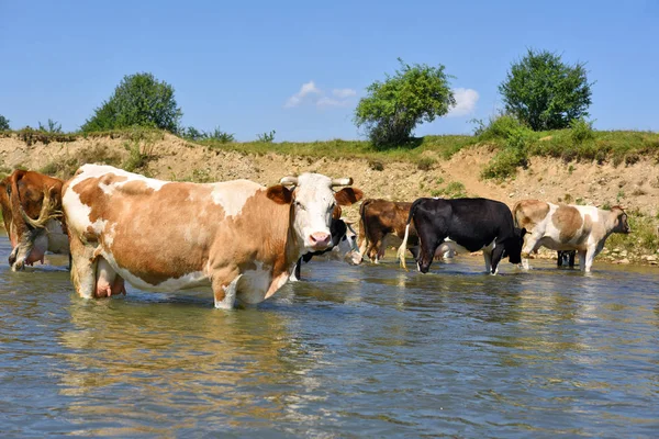 Cows Watering Place — Stock Photo, Image