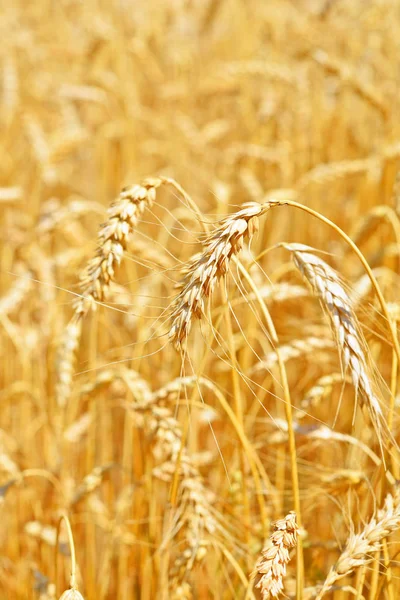 Campo Grano Nel Paesaggio Rurale — Foto Stock