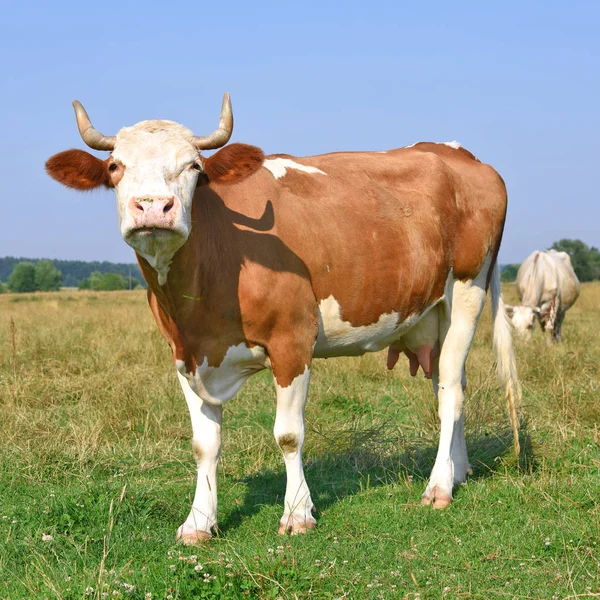 Vache Dans Pâturage Été — Photo