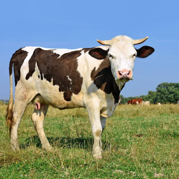 Vache Dans Pâturage Été — Photo