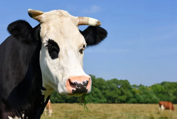 Koe Een Zomerweide — Stockfoto