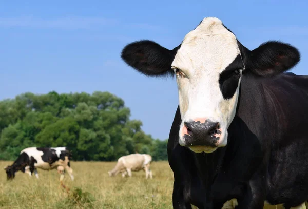 Koeien Een Zomerweide — Stockfoto