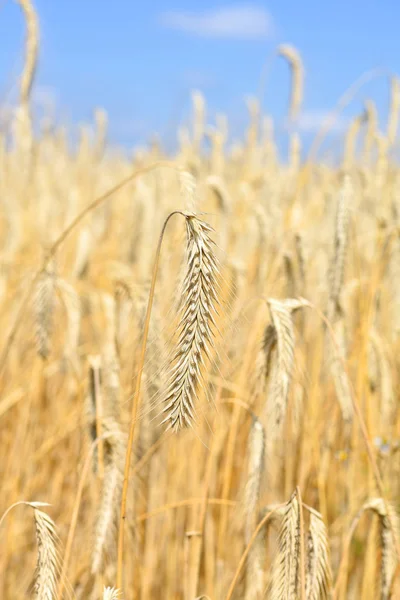 Campo Grano Nel Paesaggio Rurale — Foto Stock