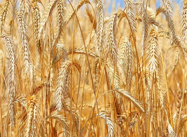 Champ Céréales Dans Paysage Rural — Photo