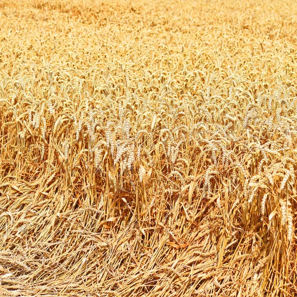 Зерновое Поле Сельской Местности — стоковое фото