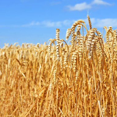 Kırsal manzara alanında tahıl. 