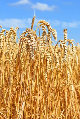 Kırsal manzara alanında tahıl. 