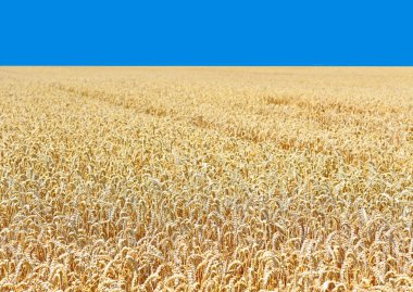 Kırsal manzara alanında tahıl. 