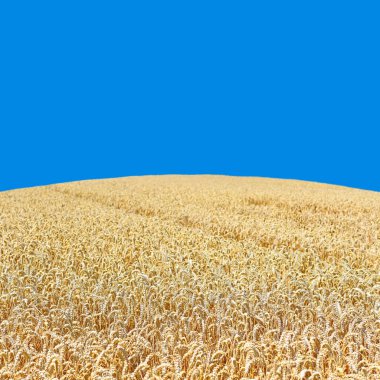 Kırsal manzara alanında tahıl. 