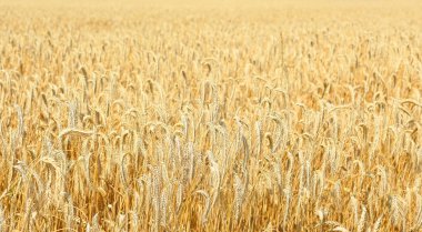 Kırsal manzara alanında tahıl. 