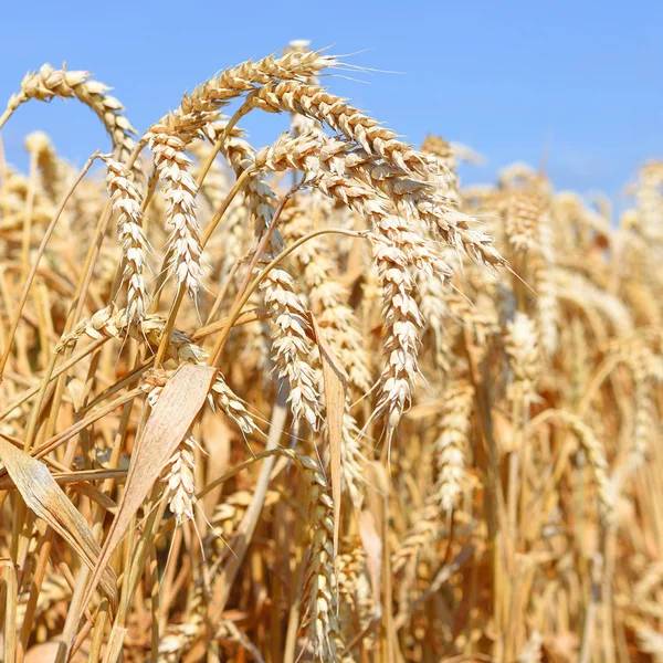 Campo Grano Nel Paesaggio Rurale — Foto Stock