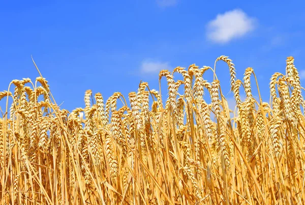 Kırsal Manzara Alanında Tahıl — Stok fotoğraf