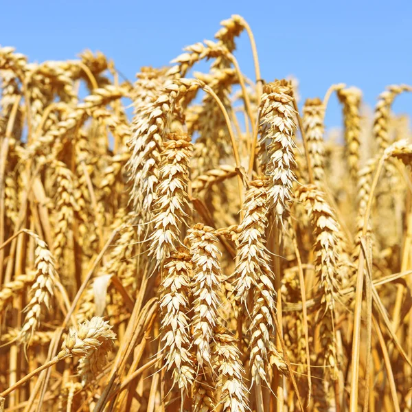 Campo Grano Nel Paesaggio Rurale — Foto Stock