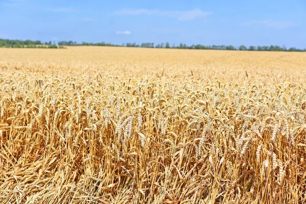 Campo Grãos Paisagem Rural — Fotografia de Stock