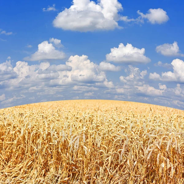 Campo Grano Nel Paesaggio Rurale Immagine Stock