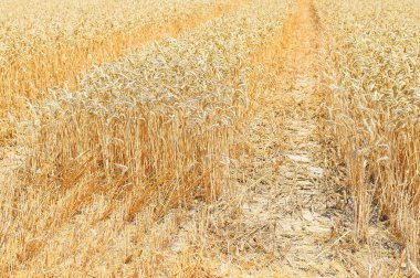 Kırsal manzara alanında tahıl