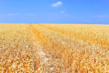 Kırsal manzara alanında tahıl