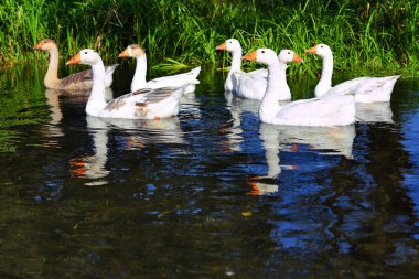Kazlar nehirde yüzmek