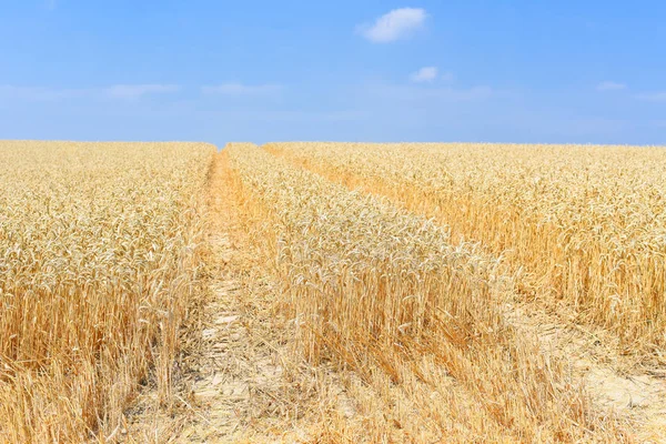 Campo Grano Paisaje Rural —  Fotos de Stock