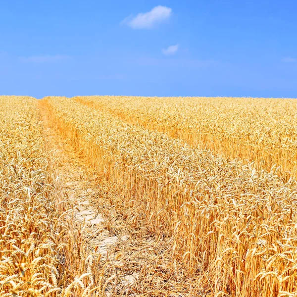 Campo Grãos Paisagem Rural — Fotografia de Stock