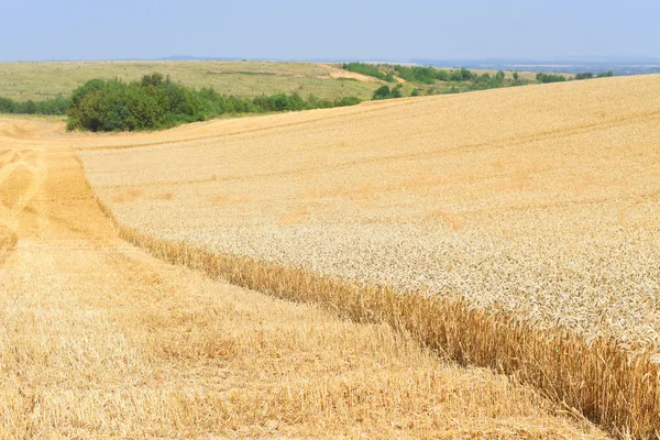 Field Wheat Summer Rural Area — Stok fotoğraf