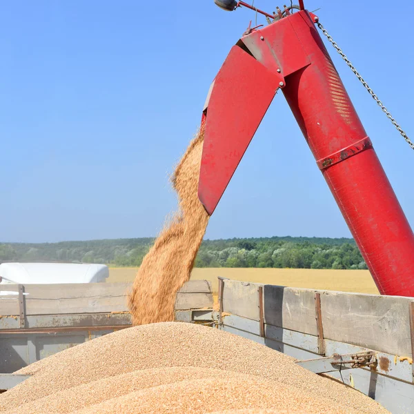 Overloading grain harvester into the grain tank of the tractor trailer.