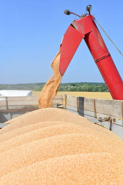 Overloading grain harvester into the grain tank of the tractor trailer.