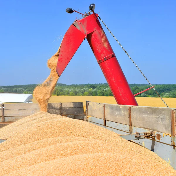 Overloading grain harvester into the grain tank of the tractor trailer.