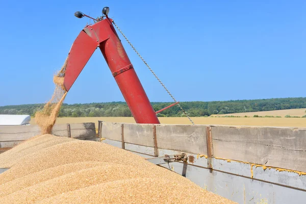 Overloading grain harvester into the grain tank of the tractor trailer.